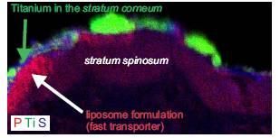проницаемость кожи для наночастиц